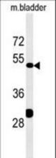 KLC3 Antibody western blot of mouse bladder tissue lysates (35 ug/lane). The KLC3 antibody detected the KLC3 protein (arrow).