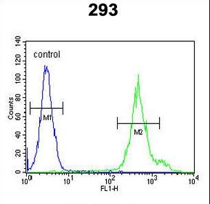 KLC3 Antibody flow cytometry of 293 cells (right histogram) compared to a negative control cell (left histogram). FITC-conjugated goat-anti-rabbit secondary antibodies were used for the analysis.