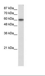 Transfected 293T Cell Lysate