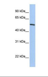 721_B cell lysate. Antibody concentration: 1.0 ug/ml. Gel concentration: 12%.