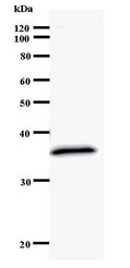 Western blot of immunized recombinant protein using KLF11 antibody.