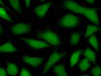 Immunostaining analysis in HeLa cells. HeLa cells were fixed with 4% paraformaldehyde and permeabilized with 0.1% Triton X-100 in PBS. The cells were immunostained with anti-KLF11 mAb.