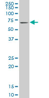 KLF11 monoclonal antibody, clone 10D8 Western blot of KLF11 expression in NIH/3T3.