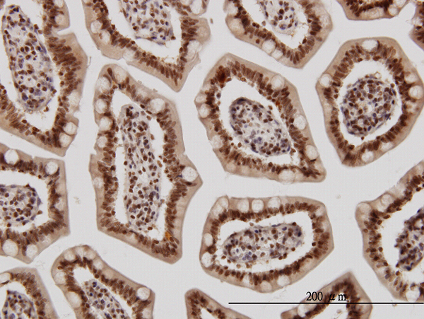 Immunoperoxidase of monoclonal antibody to KLF11 on formalin-fixed paraffin-embedded human small Intestine. [antibody concentration 3 ug/ml]