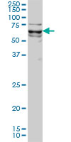 KLF11 monoclonal antibody (M01), clone 8F4 Western blot of KLF11 expression in HeLa NE.