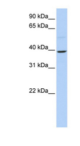 KLF12 antibody LS-C101718 Western blot of 721_B cell lysate.