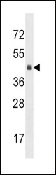 KLF12 Antibody western blot of mouse heart tissue lysates (35 ug/lane). The KLF12 antibody detected the KLF12 protein (arrow).
