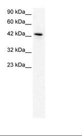 HepG2 Cell Lysate