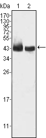 Western blot using KLF15 mouse monoclonal antibody against HepG2 (1) and SMMC-7721 (2) cell lysate.