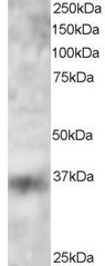 Antibody staining (3 ug/ml) of 293 lysate (RIPA buffer, 30 ug total protein per lane). Primary incubated for 12 hour. Detected by Western blot of chemiluminescence.