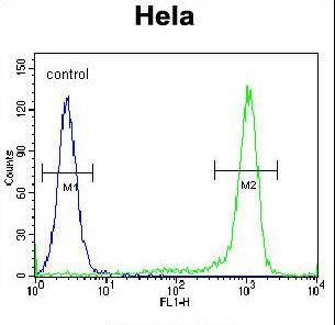 KLF17 Antibody flow cytometry of HeLa cells (right histogram) compared to a negative control cell (left histogram). FITC-conjugated goat-anti-rabbit secondary antibodies were used for the analysis.