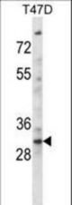 KLF2 Antibody western blot of T47D cell line lysates (35 ug/lane). The KLF2 antibody detected the KLF2 protein (arrow).
