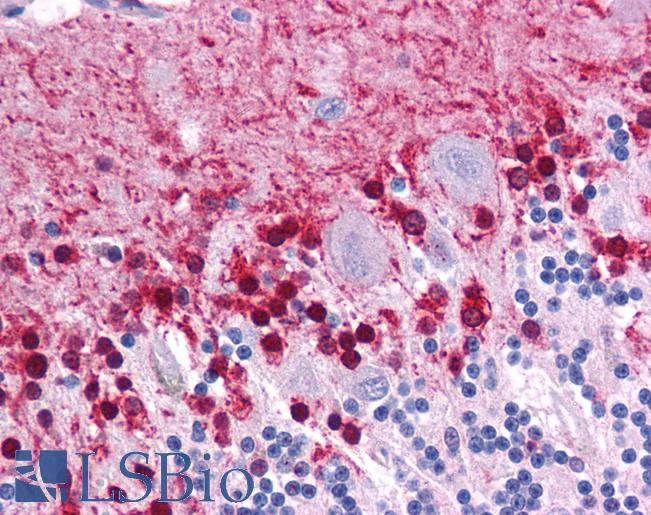 Anti-KLF2 antibody IHC of human brain, cerebellum. Immunohistochemistry of formalin-fixed, paraffin-embedded tissue after heat-induced antigen retrieval. Antibody LS-B4570 concentration 5 ug/ml.
