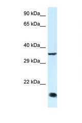 KLF3 antibody LS-C145443 Western blot of Rat Muscle lysate. Antibody concentration 1 ug/ml.