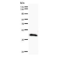 Western blot analysis of immunized recombinant protein, using anti-KLF3 monoclonal antibody.
