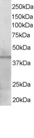 Antibody staining (1 ug/ml) of Human Heart lysate (RIPA buffer, 35 ug total protein per lane). Primary incubated for 1 hour. Detected by Western blot of chemiluminescence.