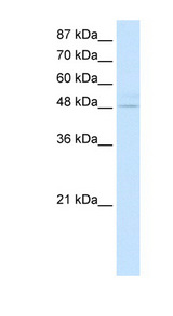 KLF4 antibody LS-B1192 Western blot of Transfected 293T cell lysate.