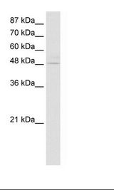 Transfected 293T Cell Lysate