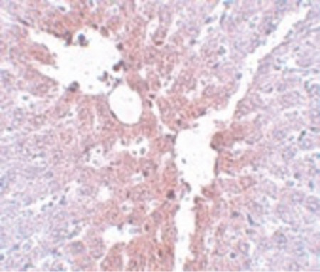 Immunohistochemistry of KLF4 in rat liver tissue with KLF4 antibody at 5 ug/ml.