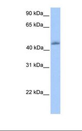 Fetal heart lysate. Antibody concentration: 1.0 ug/ml. Gel concentration: 12%.