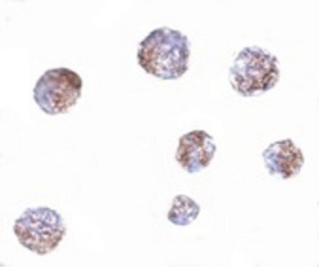 Immunocytochemistry of GNPDA1 in 293 cells with GNPDA1 antibody at 5 ug/ml.