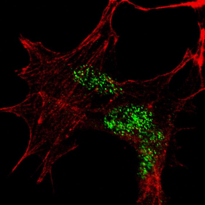 Fluorescent confocal image of SY5Y cells stained KLF4 (N-term C74) antibody. SY5Y cells were fixed with 4% PFA (20 min), permeabilized with Triton X-100 (0.2%, 30 min), then incubated KLF4 (N-term C74) primary antibody (1:100, 2 h at room temperature). For secondary antibody, Alexa Fluor 488 conjugated donkey anti-rabbit antibody (green) was used (1:1000, 1h). Cytoplasmic actin was counterstained with Alexa Fluor 555 (red) conjugated Phalloidin (5.25 mu M, 25 min). KLF4 immunoreactivity is localized to the nuclei in SY5Y cells.