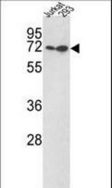 Western blot of KLF4 Antibody (N-term C74) in Jurkat,293 cell line lysates (35 ug/lane). KLF4 (arrow) was detected using the purified antibody.
