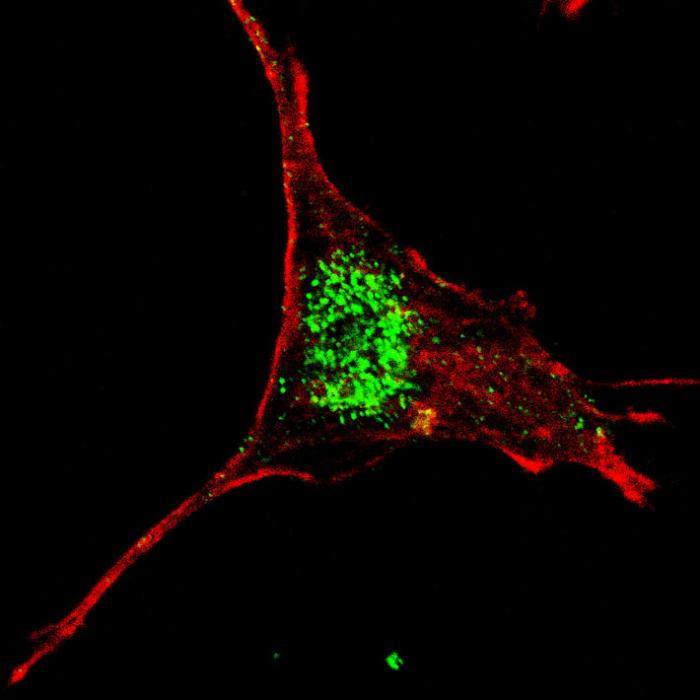 Fluorescent confocal image of SY5Y cells stained KLF4 antibody. SY5Y cells were fixed with 4% PFA (20 min), permeabilized with Triton X-100 (0.2%, 30 min), then incubated KLF4 primary antibody (1:200, 2 h at room temperature). For secondary antibody, Alexa Fluor 488 conjugated donkey anti-rabbit antibody (green) was used (1:1000, 1h). Cytoplasmic actin was counterstained with Alexa Fluor 555 (red) conjugated Phalloidin (5.25 mu M, 25 min). KLF4 immunoreactivity is localized very specifically to the nuclei of the SY5Y cells.