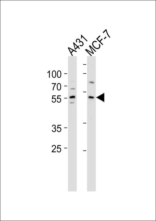 KLF4 Antibody western blot of A431,MCF-7 cell line lysates (35 ug/lane). The KLF4 antibody detected the KLF4 protein (arrow).