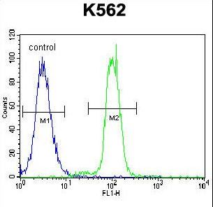 KLF4 Antibody flow cytometry of K562 cells (right histogram) compared to a negative control cell (left histogram). FITC-conjugated goat-anti-rabbit secondary antibodies were used for the analysis.