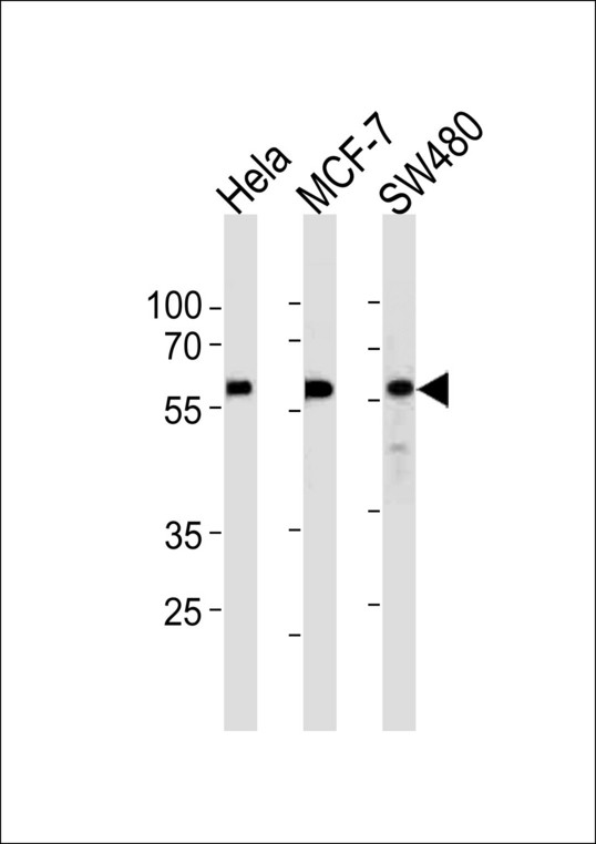 KLF4 Antibody western blot of HeLa,MCF-7,SW480 cell line lysates (35 ug/lane). The KLF4 antibody detected the KLF4 protein (arrow).