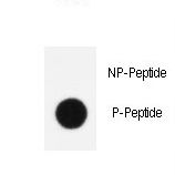 Dot blot of anti-Phospho-KLF4-S245 Antibody on nitrocellulose membrane. 50ng of Phospho-peptide or Non Phospho-peptide per dot were adsorbed. Antibody working concentrations are 0.5ug per ml.
