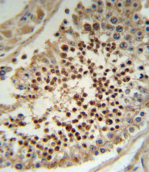 KLF5 Antibody IHC of formalin-fixed and paraffin-embedded human testis tissue followed by peroxidase-conjugated secondary antibody and DAB staining.