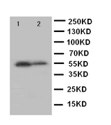 WB of KLF5 / BTEB2 antibody. Lane 1: HELA Cell Lysate. Lane 2: MCF-7 Cell Lysate.