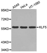 Western blot analysis of extracts of various cell lines, using KLF5 antibody.