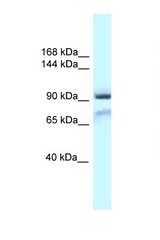 GRIA1 / GLUR1 antibody LS-C145439 Western blot of Mouse Pancreas lysate. Antibody concentration 1 ug/ml.
