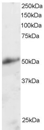 Staining (2 ug/ml) of Human Kidney lysate (RIPA buffer, 30 ug total protein per lane). Primary incubated for 1 hour. Detected by chemiluminescence.