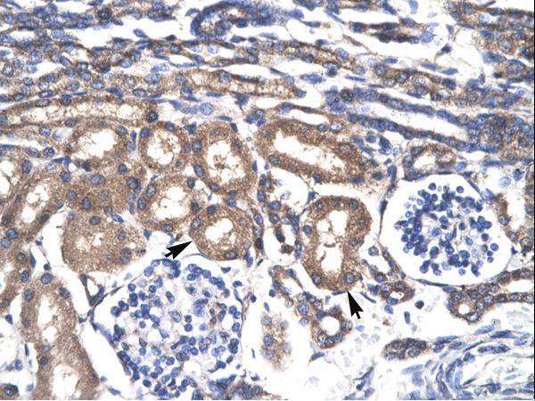 KLF8 antibody LS-C29760 was used in IHC to stain formalin-fixed, paraffin-embedded human kidney.