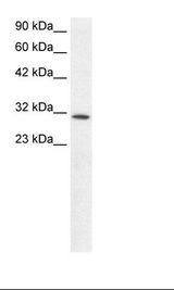 Fetal Kidney Lysate