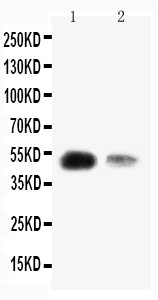 WB of KLF8 antibody. All lanes: Anti-KLF8 at 0.5ug/ml. Lane 1: SMMC Whole Cell Lysate at 40ug. Lane 2: 293T Whole Cell Lysate at 40ug. Predicted bind size: 39KD. Observed bind size: 50KD.