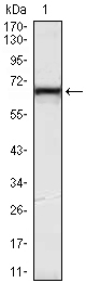 Western blot using KLHL12 mouse monoclonal antibody against HeLa (1) cell lysate.