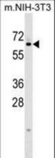 KLHL12 Antibody western blot of mouse NIH-3T3 cell line lysates (35 ug/lane). The KLHL12 antibody detected the KLHL12 protein (arrow).