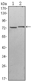 Western blot using KLHL13 mouse monoclonal antibody against HeLa (1) and MCF-7 (2) cell lysate.