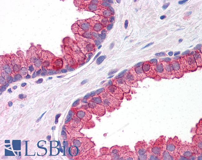 Anti-KLHL15 antibody IHC of human prostate. Immunohistochemistry of formalin-fixed, paraffin-embedded tissue after heat-induced antigen retrieval. Antibody LS-B5007 concentration 5 ug/ml.