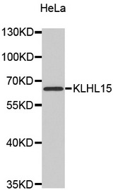 Western blot analysis of extracts of HeLa cell line, using KLHL15 antibody.