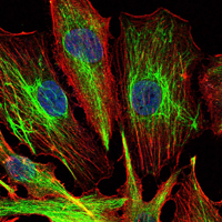 Immunofluorescence of U251 cells using KLHL22 mouse monoclonal antibody (green). Blue: DRAQ5 fluorescent DNA dye. Red: Actin filaments have been labeled with Alexa Fluor-555 phalloidin.