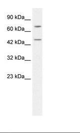 HepG2 Cell Lysate