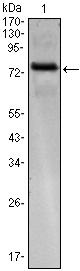 Western blot using KLHL25 monoclonal antibody against KLHL25(AA: 2-230)-hIgGFc transfected HEK293 cell.