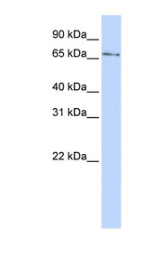 KLHL26 antibody LS-C110372 Western blot of 721_B cell lysate.