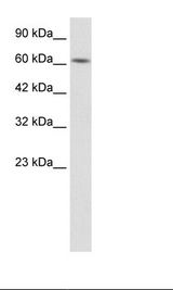HepG2 Cell Lysate